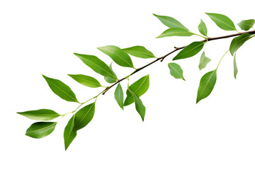 Verdant Serenity: A Lush Branch Dancing With Vibrant Green Leaves. On a White or Clear Surface PNG Transparent Background.