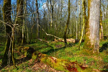 Pedunculate oak (Quercus robur) tree lit by sunlight in old-growth Krakov forest in Dolenjska, Slovenia in spring