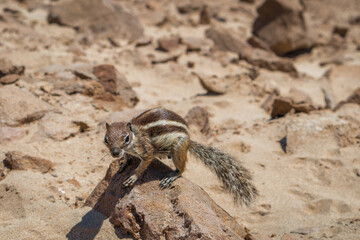 Common Moorish squirrel on a beach of Fuerteventura in the sun. Fuerteventura, Canary Islands, Spain