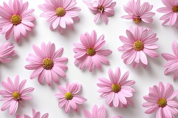 pink daisies on a white isolated background