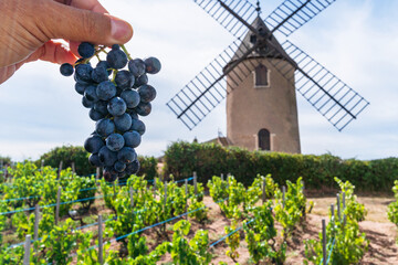 Wine grapes cluster in man hand close up. Vineyard and windmill are at the background. Romanèche-Thorins, France.