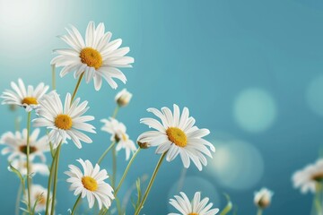 Sunny daisy flowers isolated on blue background.