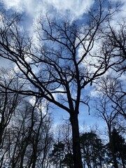An old tree in the park
