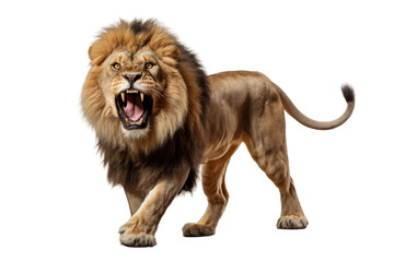 Roaring Majesty: A Fierce Lion Bares Its Mighty Teeth. On a White or Clear Surface PNG Transparent Background.