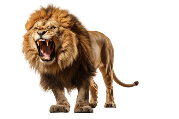 Roaring Majesty: A Lions Ferocious Display. On a White or Clear Surface PNG Transparent Background.