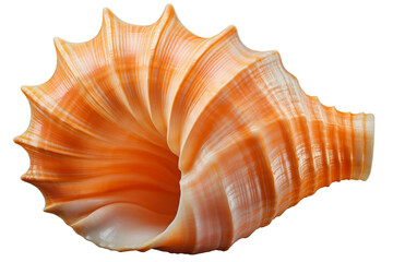 Citrine Elegance: Vibrant Orange Shell Illuminates A Blank Canvas. On a White or Clear Surface PNG Transparent Background.