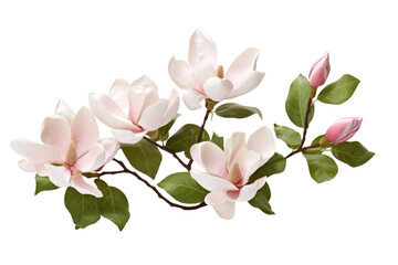 Obraz premium Symphony in Pink: A Flourishing Branch of Elegance. On a White or Clear Surface PNG Transparent Background.