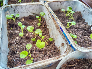 Early Spring Seedlings Sprouting in Boxes and Jars for Planting Season. Green seedlings in various containers are ready for spring planting season. Partial focus