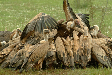 Vautour fauve,.Gyps fulvus, Griffon Vulture, Parc naturel régional des grands causses 48, Lozere, France