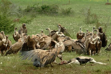 Tuinposter Vautour fauve,.Gyps fulvus, Griffon Vulture, Parc naturel régional des grands causses 48, Lozere, France © JAG IMAGES