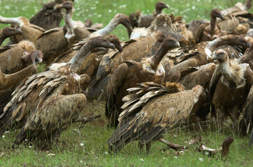 Vautour fauve,.Gyps fulvus, Griffon Vulture, Parc naturel régional des grands causses 48, Lozere, France