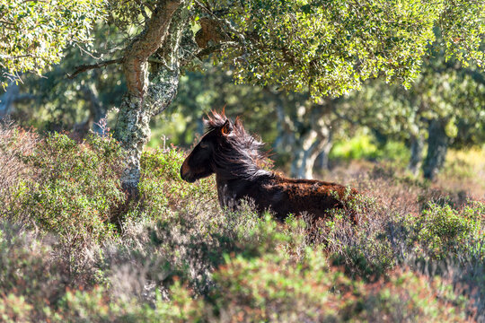 conic little horse typical of Giara di Gesturi Sardinia.