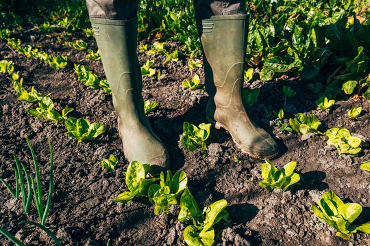 Organic farmer standing in butterhead lettuce garden