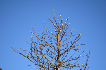 View of Leafless Tree and Branches against Blue Sky in Spring 