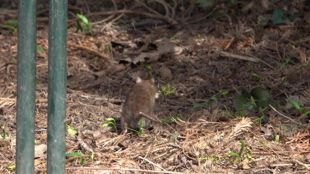 Un rat prenant un bout de pain laiss&eacute; au sol dans un parc