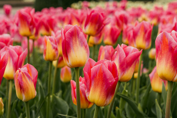 Colorful tulip flowers blooming in the garden. Spring landscape. Keukenhof gardens in Lisse,...
