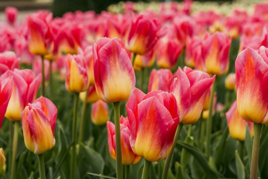 Colorful tulip flowers blooming in the garden. Spring landscape. Keukenhof gardens in Lisse, Holland in spring