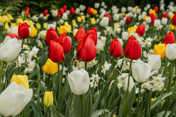 Fototapeta premium Tulips blooming in Keukenhof park in Netherlands