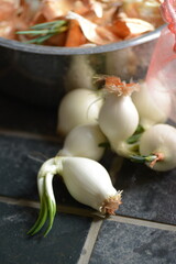 Onions has sprouted in spring.