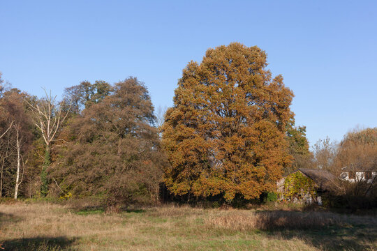 B&auml;ume und Wiese im Sp&auml;therbst, Fischerhude, Niedersachsen, Deutschland