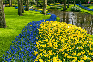 Obraz premium Different colored groups of tulips and flowers as well as trees with green leaves in the Keukenhof garden in Lisse, Holland in spring