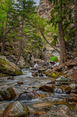 Rushing waters cascade over rocks in a forest pathway, surrounded by towering trees and cliffs