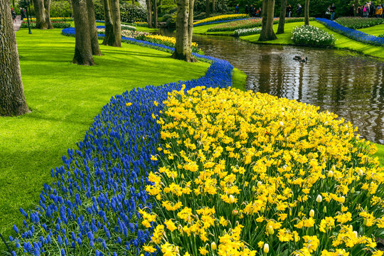 Different colored groups of tulips and flowers as well as trees with green leaves in the Keukenhof garden in Lisse, Holland in spring