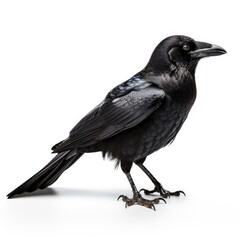 Photo of crow isolated on white background