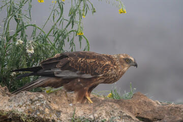 Beautiful close profile portrait of a marsh harrier on a rock looking laterally with vegetation and plants around on a dense foggy day looking for prey in Spain, Europe