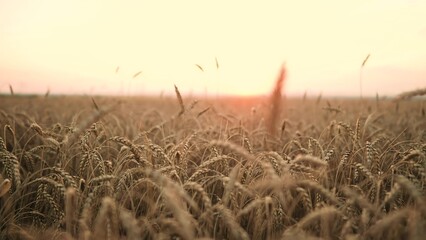 Naklejka premium ears of wheat on the field during sunset. farming a wheat harvesting agribusiness concept. walk in a large wheat field. big harvest of wheat in summer on sunlight the field landscape