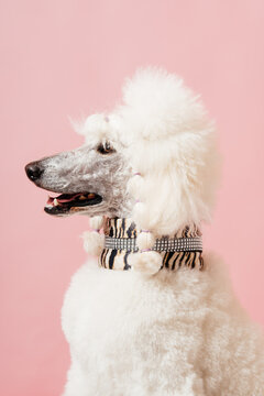 Portrait of a White Standard Poodle With an Animal Print Collar Against a Pink Background