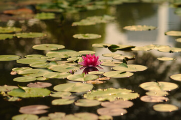 A Pink Water Lily and Lily Pads