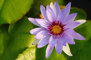 A Beautiful Purple Water Lily in the Morning Sun