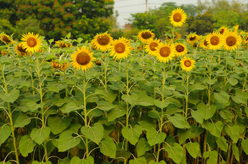 A Lush of Blooming Sunflowers