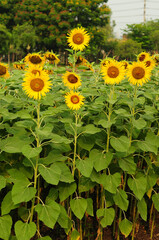 A Lush of Blooming Sunflowers