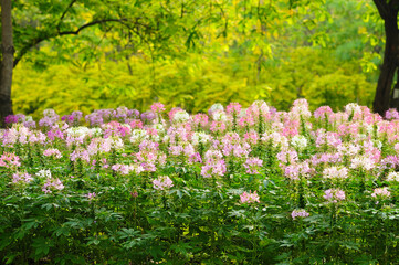 A Lush of Attractive Small White, Pink, and Purple Flowers