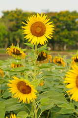 An Image of a Sunflower