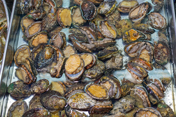 Abalone Marine Gastropod Molluscs Haliotidae Shells in Tray at Fish Market
