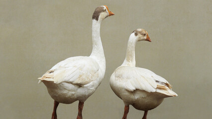 Two swans looking anxiously