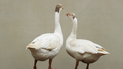 Obraz premium Two swans looking anxiously