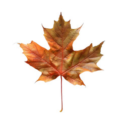 isolated maple leaf in white background