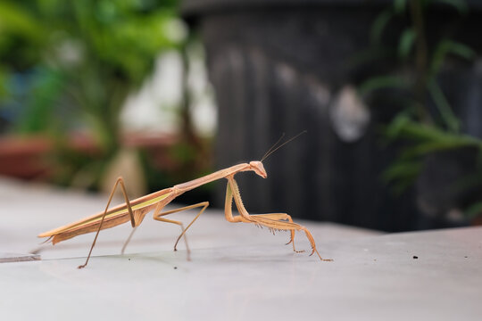 Closeup shot of a tropical praying mantis in the back garden