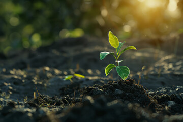 A young plant sprouts from soil, symbolizing new life and hope.
