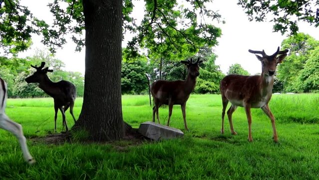 Group of deers feeding on Phoenix Park green grass and leaving the frame. Close up