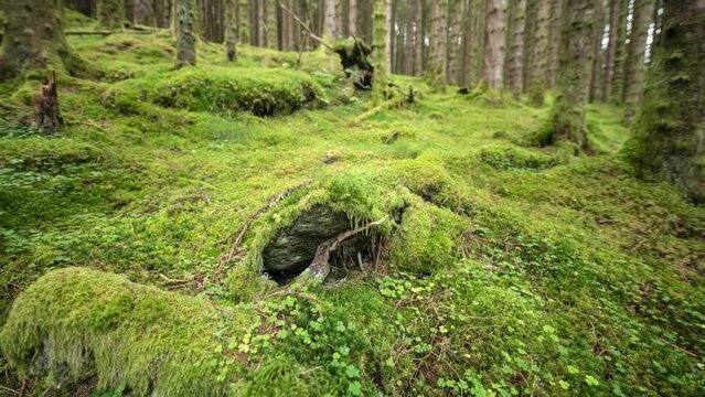 Moss-covered hummocky forest floor with decaying tree stumps.