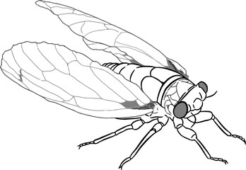 Bug Insect sketch 39