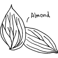 Almond illustration vector art by hand-drawn - 767828245