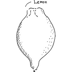 Lemon hand drawn illustration vector art - 767828255
