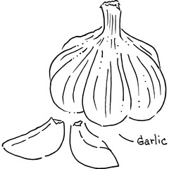 illustration of garlic by hand-drawn vector art - 767828262