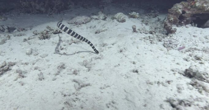 A banded sea krait, also known as a striped sea snake or Laticauda colubrina, advances head-on over the sand. Check my gallery to see other clips from this series..
